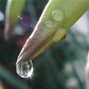 Gestion de l'eau de pluie en Algrie